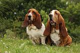 BASSET HOUND 095
